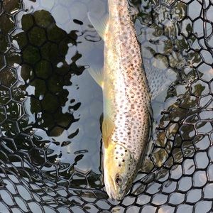 Meet your Posher, Joseph